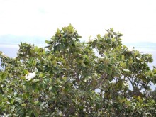 Неаполь. Магнолия