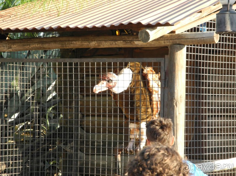 Про аттракционы и шоу.