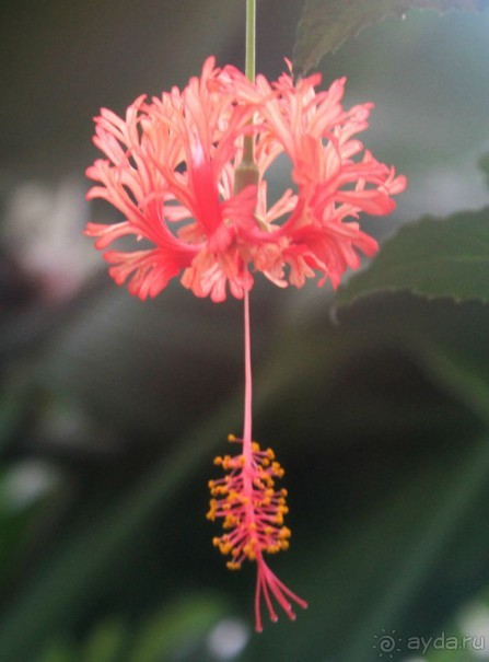 Рождественская Прага (2013/14)