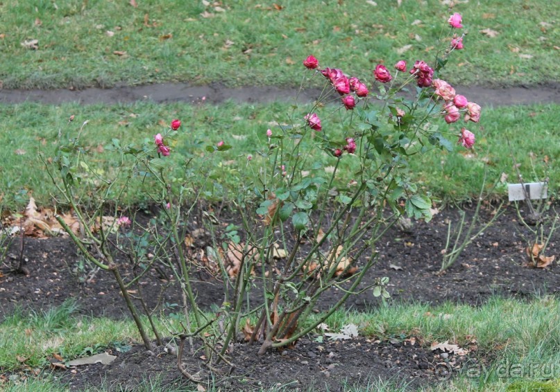 Рождественская Прага (2013/14)