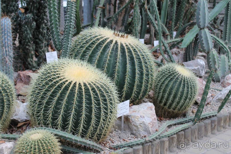 Рождественская Прага (2013/14)