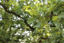 Летняя Прага и ее окрестности.