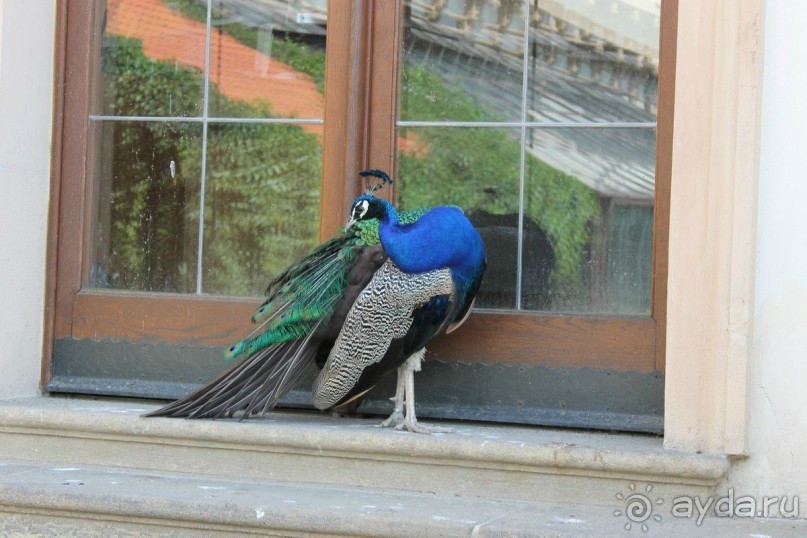 Летняя Прага и ее окрестности.