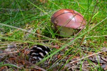 Третье балтийское путешествие