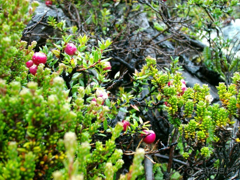 Берега Южного океана