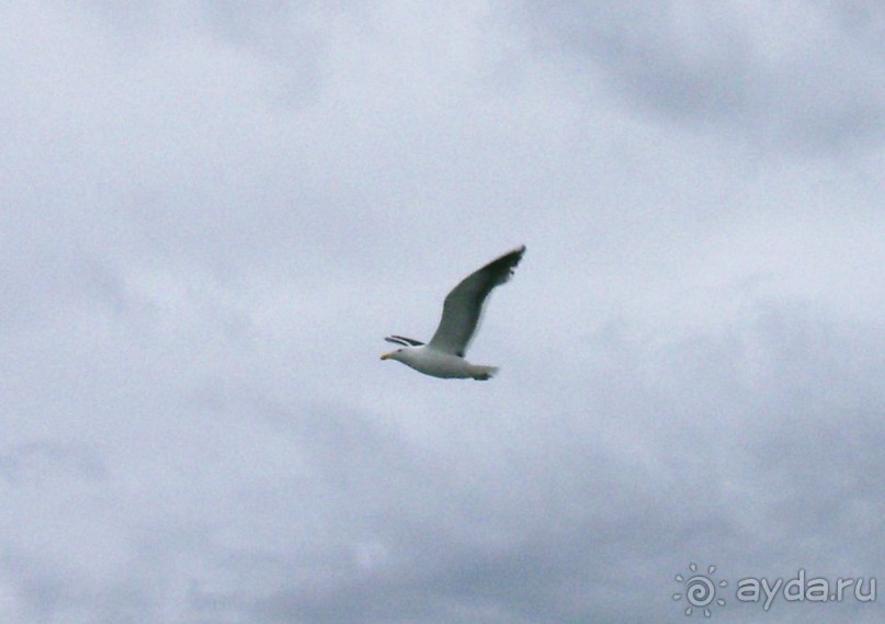 Берега Южного океана