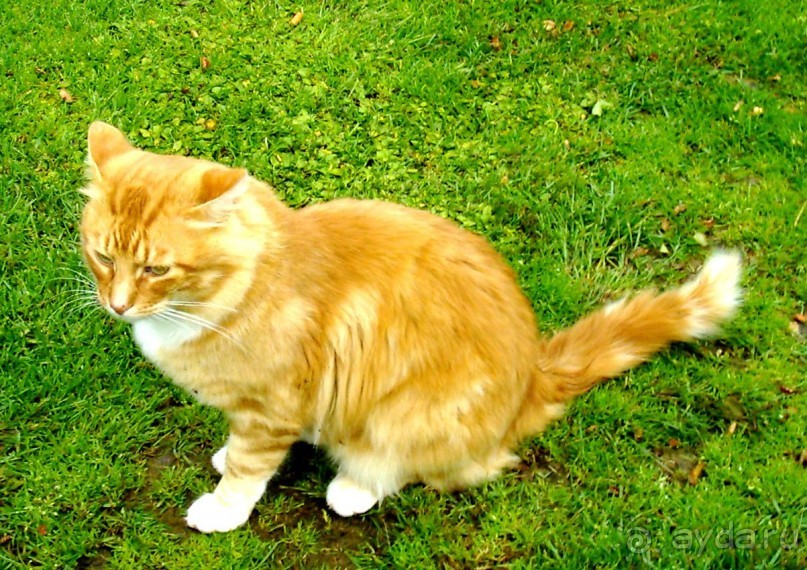 Берега Южного океана