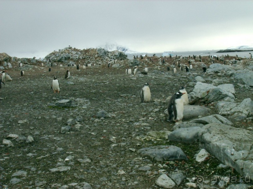 Берега Южного океана