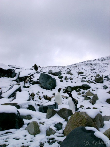 Берега Южного океана