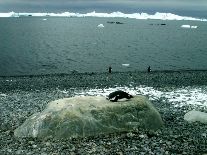 Берега Южного океана