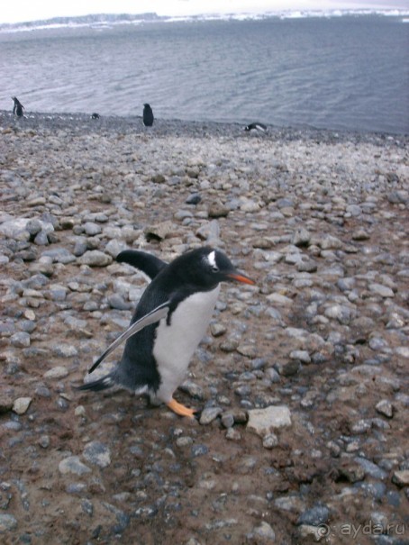 Берега Южного океана