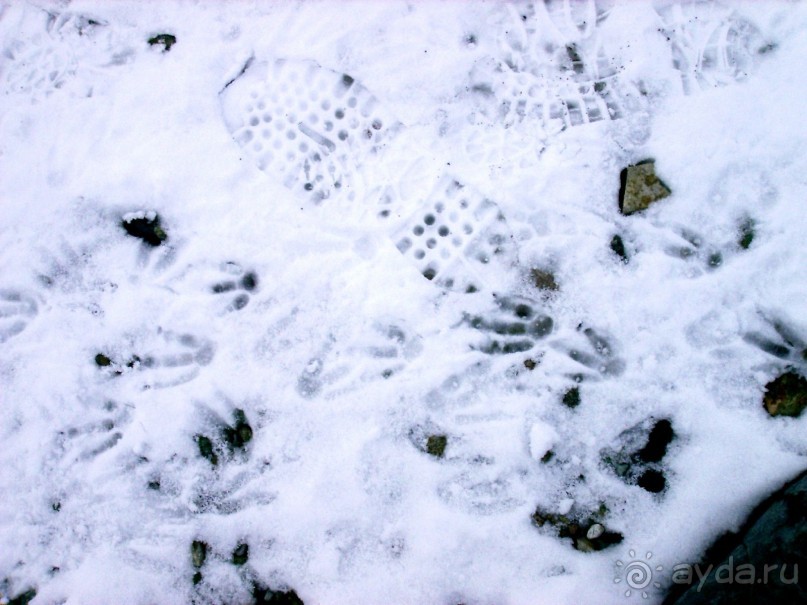 Берега Южного океана