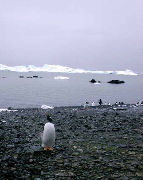Берега Южного океана