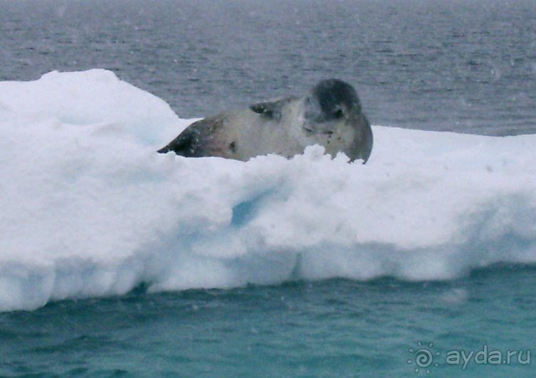 Берега Южного океана