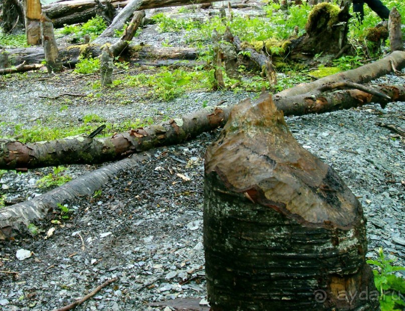 Берега Южного океана