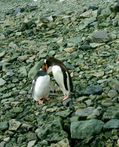 Берега Южного океана