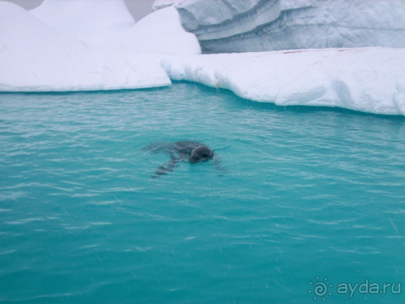 Берега Южного океана