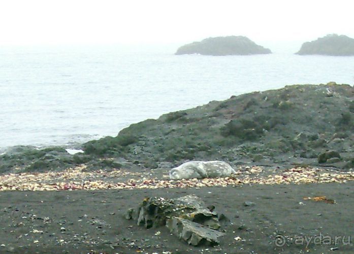 Берега Южного океана