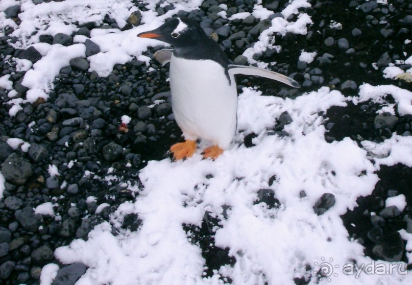 Берега Южного океана