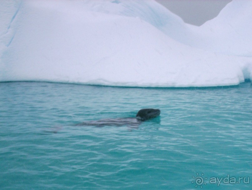 Берега Южного океана