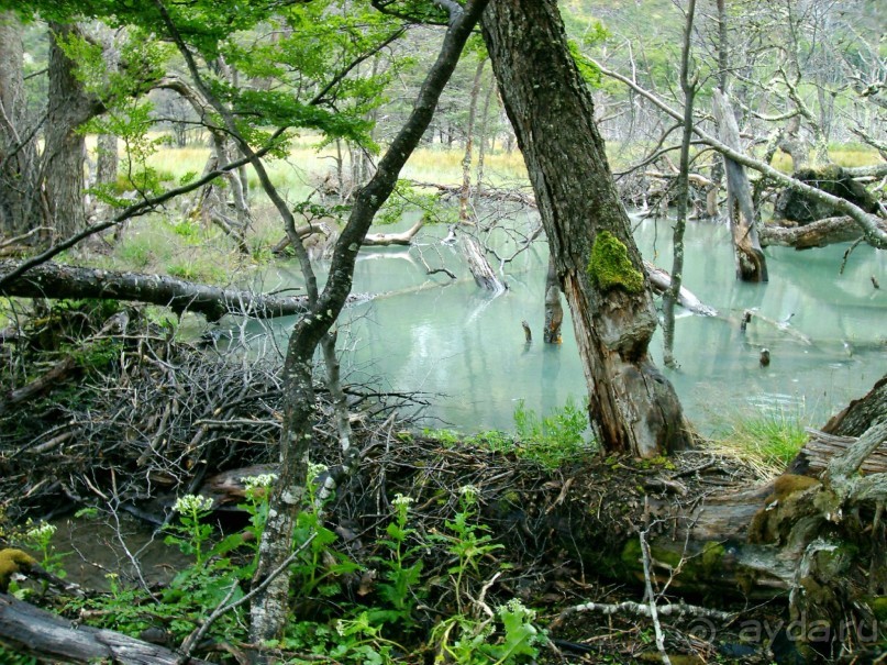 Берега Южного океана