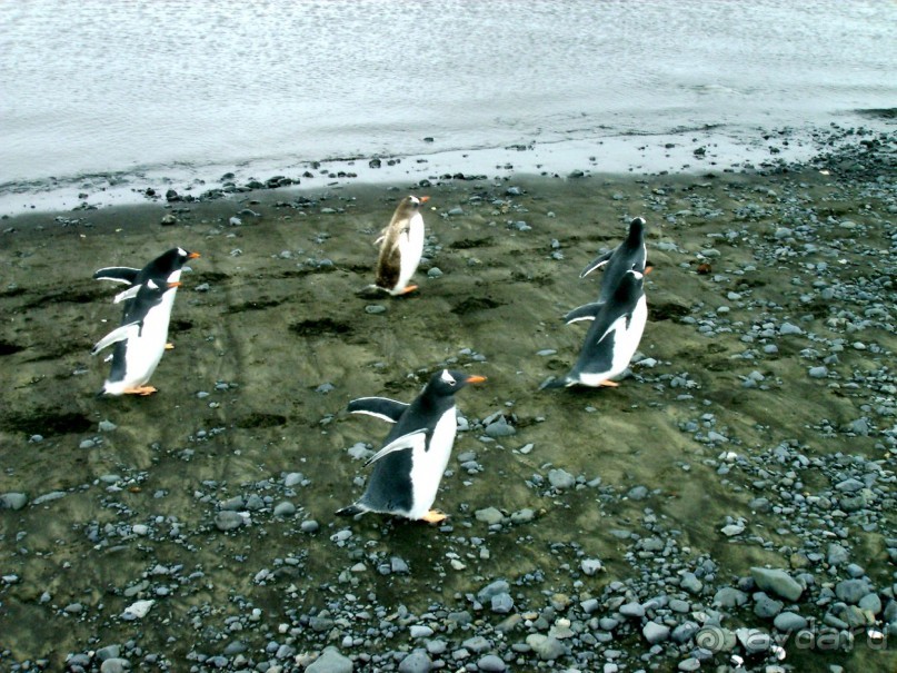 Берега Южного океана