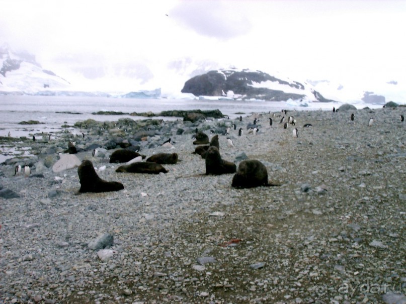 Берега Южного океана