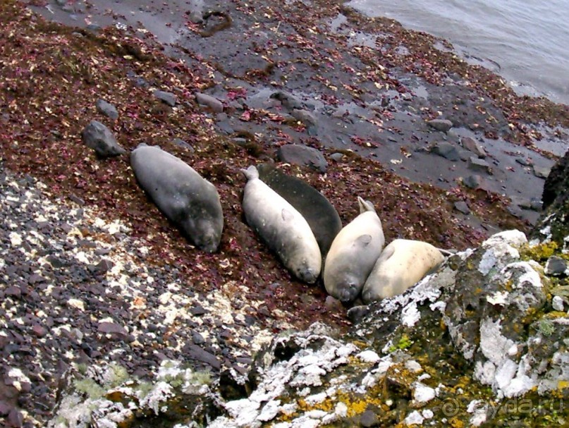 Берега Южного океана