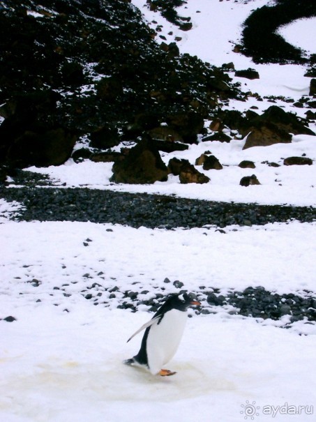 Берега Южного океана