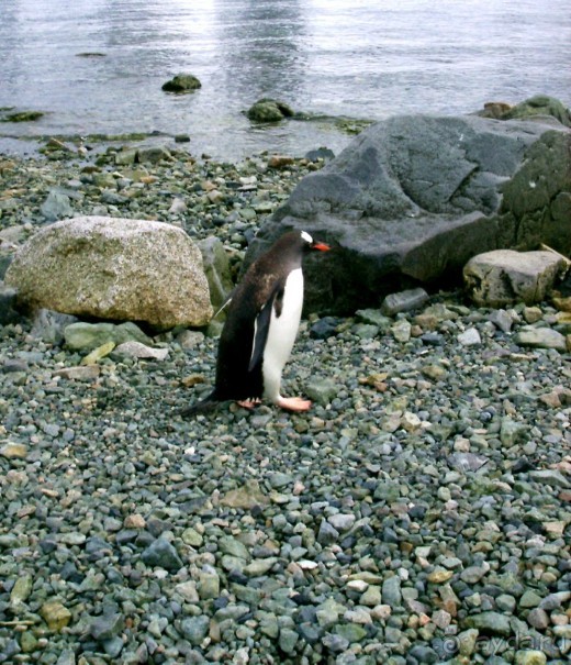 Берега Южного океана