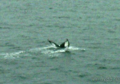 Берега Южного океана