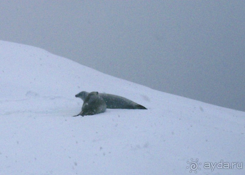 Берега Южного океана