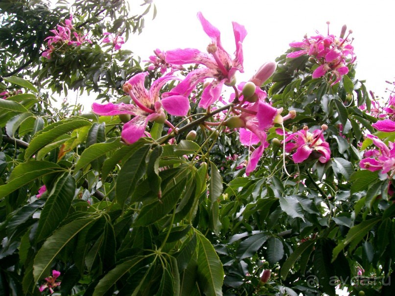 Берега Южного океана