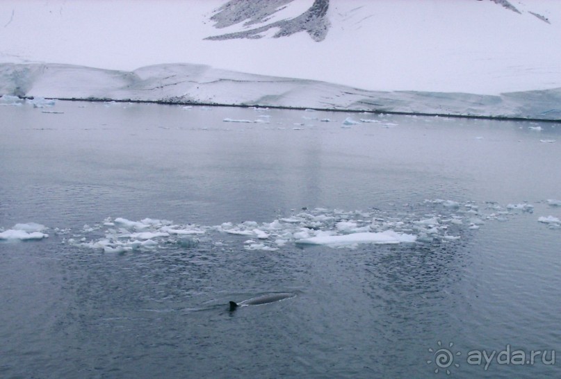 Берега Южного океана