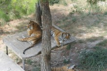 Геленджик-2012