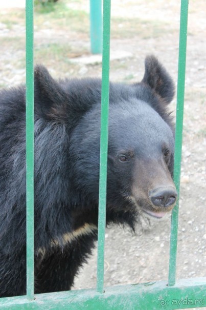 Геленджик-2012