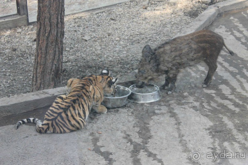 Геленджик-2012