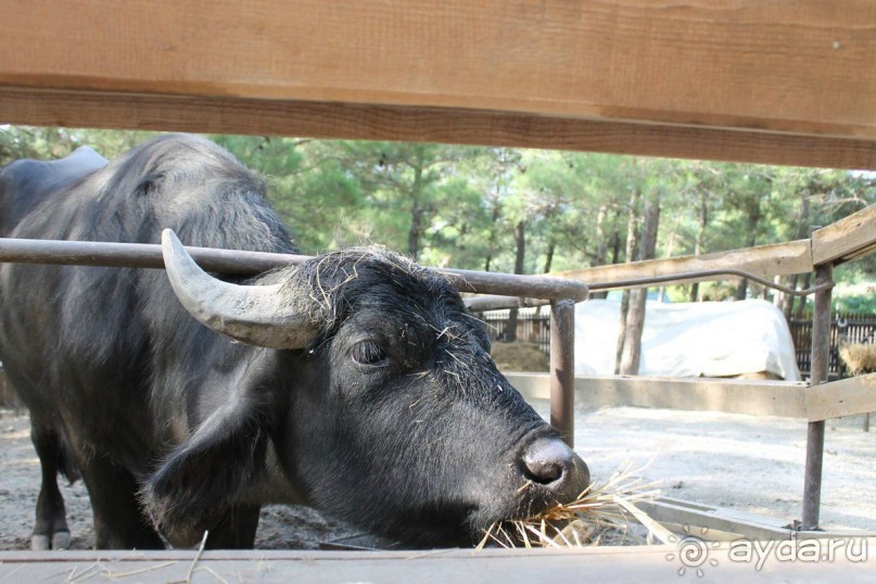 Геленджик-2012