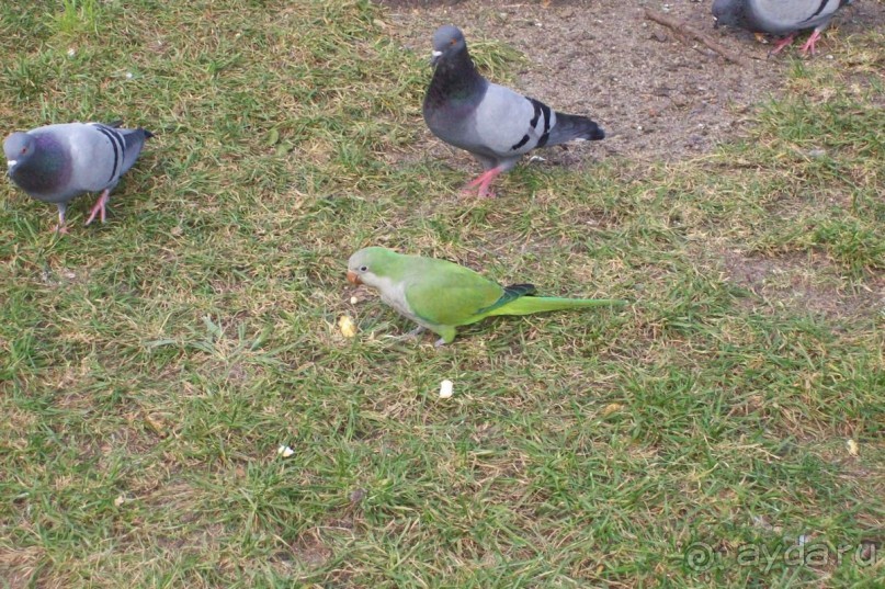 Каталонские  записки