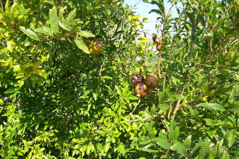 Каталонские  записки