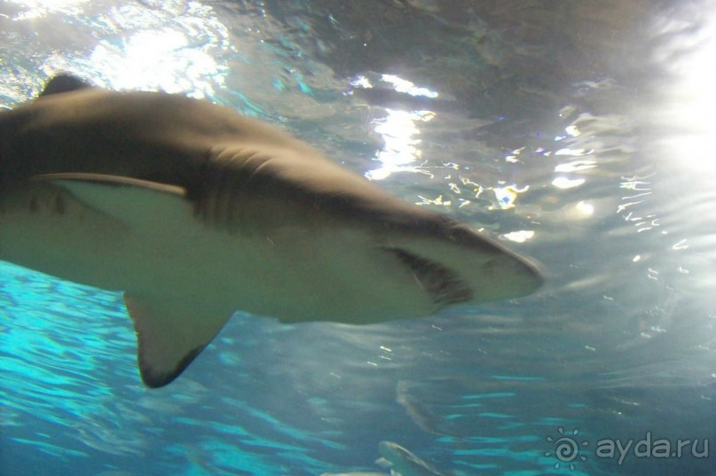 Каталонские  записки