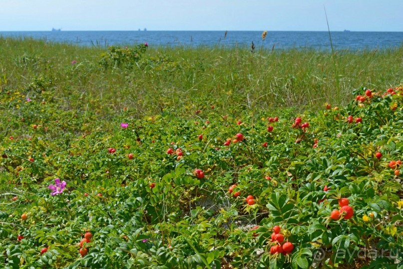 На янтарном побережье