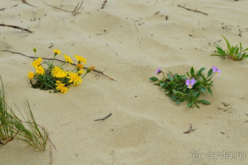 На янтарном побережье