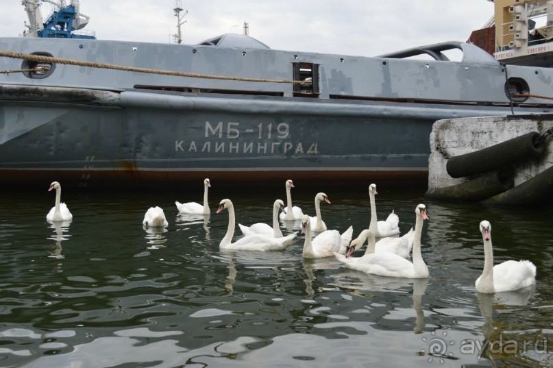 На янтарном побережье