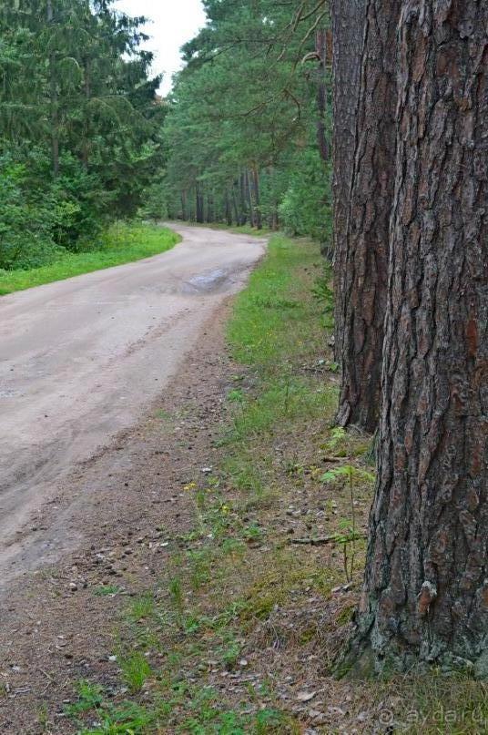 На янтарном побережье