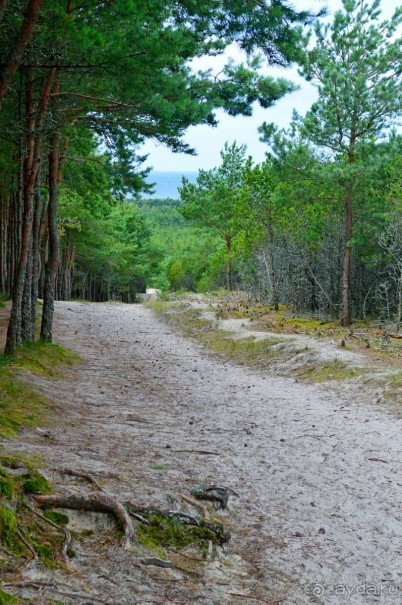 На янтарном побережье