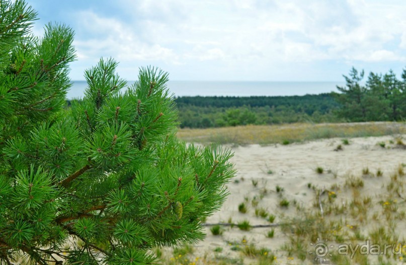 На янтарном побережье