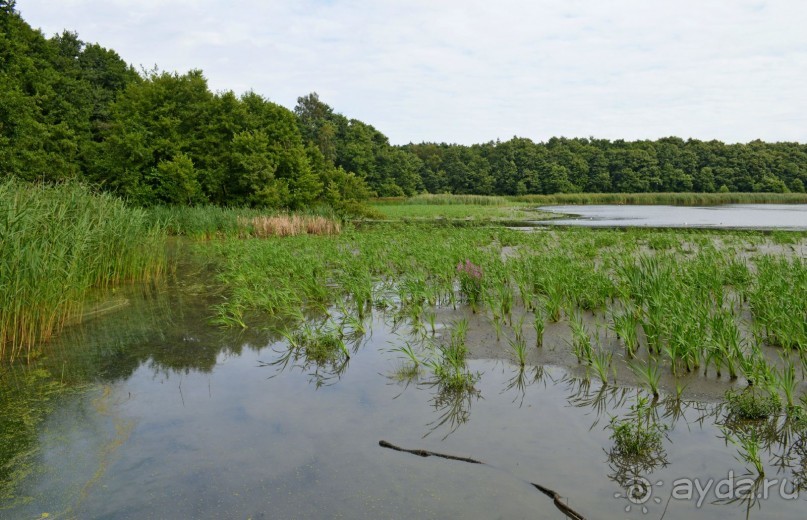 На янтарном побережье