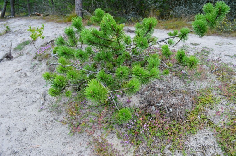 На янтарном побережье