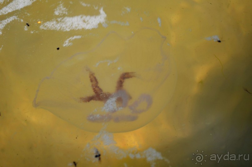 По следам Кенигсберга (Калининград, лето 2015)